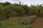 Pineapple field