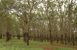 Rubber trees