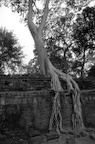 dsc_0595.jpg
