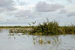 Lots of wildlife