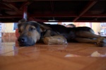 I swear the dog slept about 22 hours a day