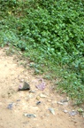 Clothes and human remains still push through the dirt
