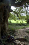 Small children and babies were bashed against the trees to kill them