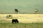The only bathers here are wild yak.