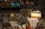 Just browsing