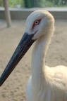 dsc_7110.jpg