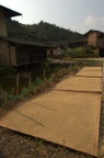 Drying the grain.