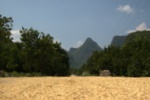 Drying grain on the road