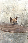 A resident of Longsheng