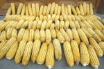Harvest time