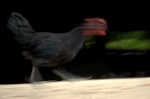 Struttin
