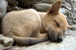 Siesta