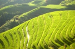 Dragon's Backbone Rice Terraces