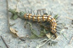 dsc_7893.jpg