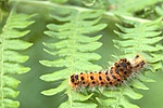 dsc_7895.jpg