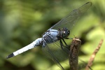 dsc_7915.jpg