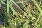 Hard to see, but there is a snake catching a frog there.