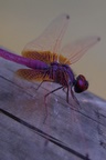 dsc_8059.jpg