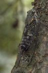 This little cicada is about as loud as you can shout.