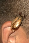 Do you recognise the ear?