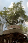 Building around the trees