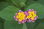 dsc_7528.jpg