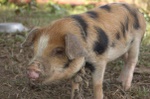 Mutant Leopard-Pigs!.... Ligs? Pligards?