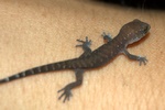 A tiny gecko