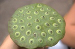 Lotus seeds