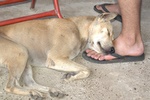 This dog...