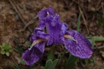 dsc_4342.jpg