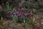 dsc_4350.jpg