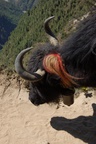 Yak