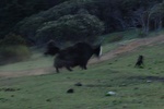 Morning sport between Yak and Dog