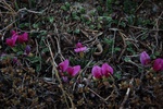 dsc_4449.jpg