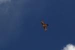 A Himalayan Lammergeier?