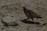 Local birds