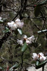 dsc_4606.jpg