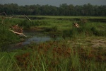 What's in that water hole?