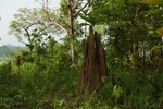 Termite hill!