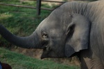 Elephant Farm
