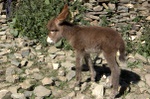 It's impossible NOT to take a photo of a baby donkey