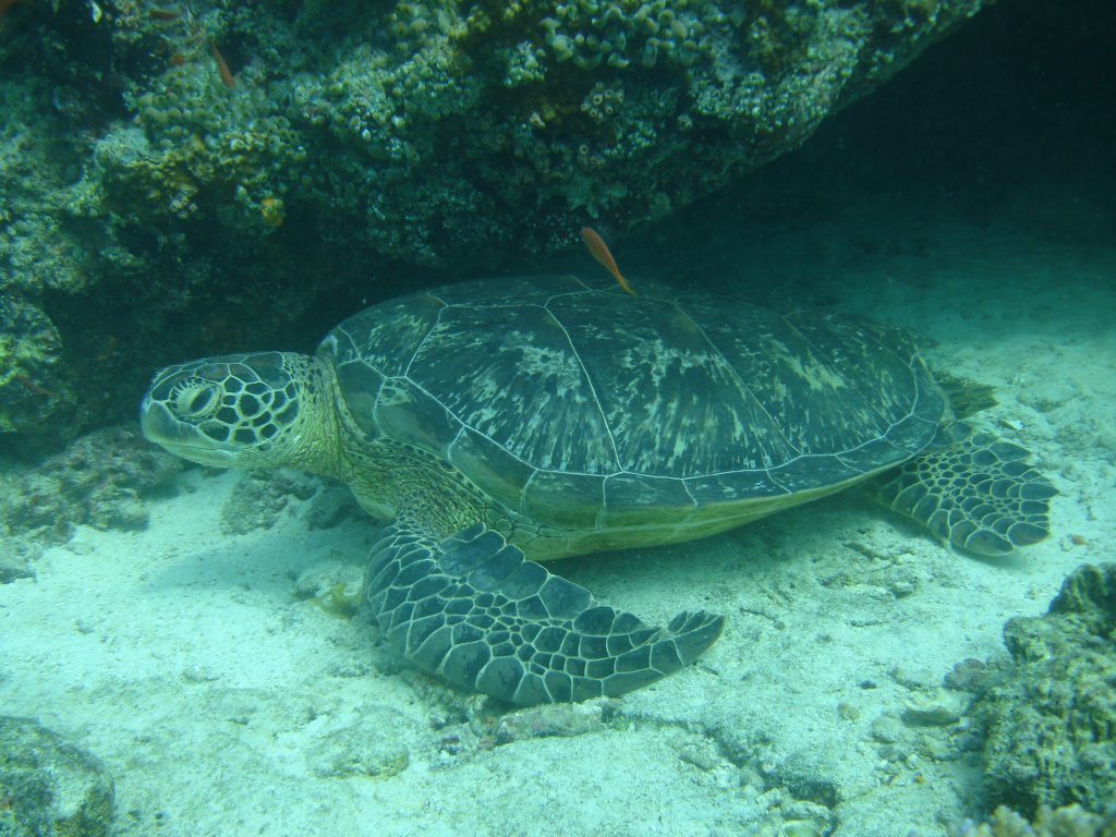 Photograph