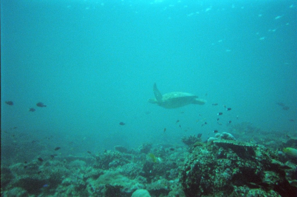 Photograph