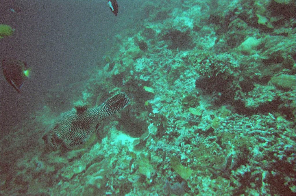 Photograph