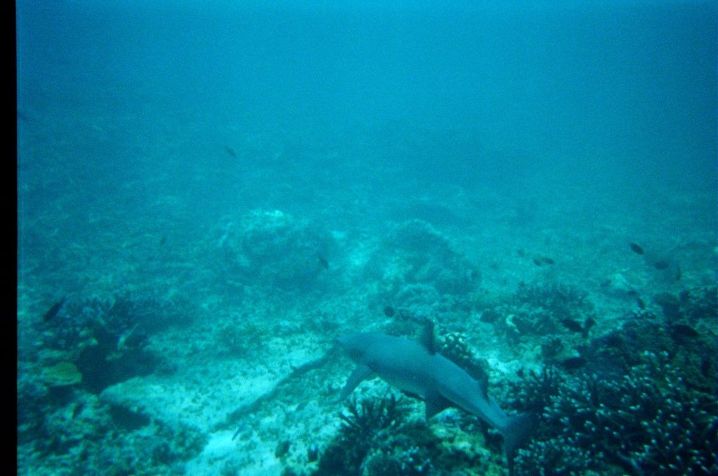 Photograph