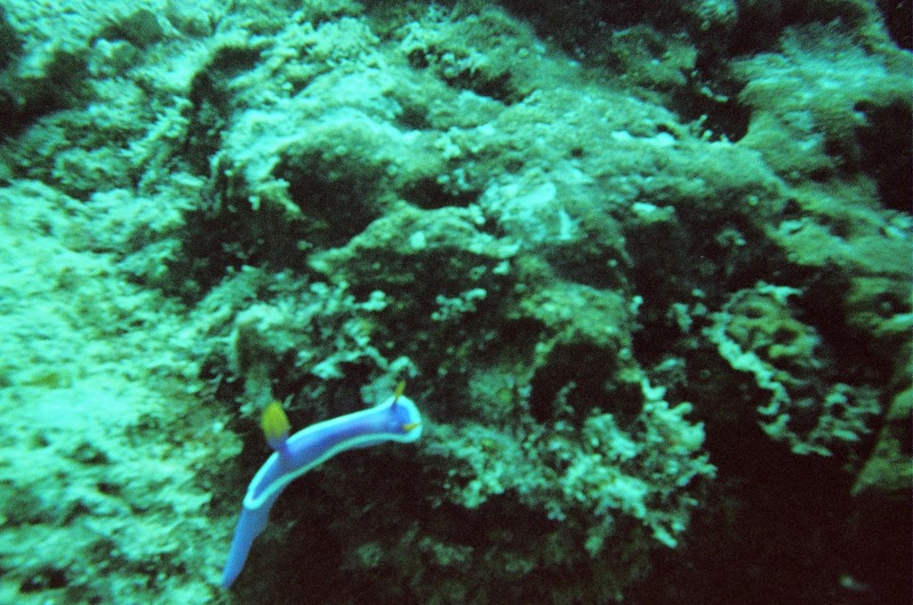 Photograph