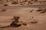 dsc_0371.jpg