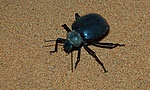 dsc_0466.jpg