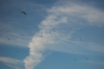 dsc_0953.jpg